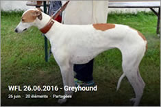 Greyhound