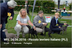 Piccolo levriero italiano PLI