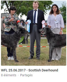 Scottish Deerhound