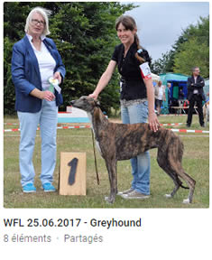 Greyhound