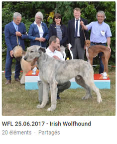 Irish Wolfhound