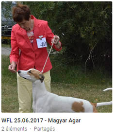 Magyar Agar