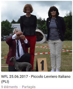 Piccolo levriero italiano - PLI