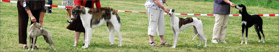 Dog Show