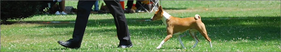 Basenji