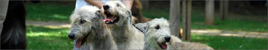 Irish Wolfhound