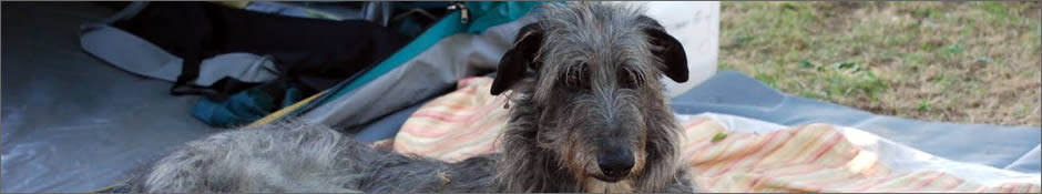 Scottish Deerhound