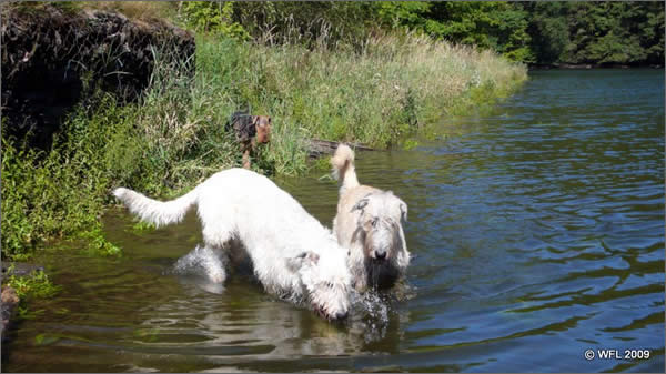 Irish Wolfhound