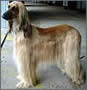 Afghan Hound