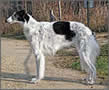 Borzoi