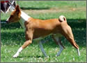 Basenji