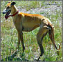 Galgo espagnol