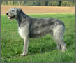 Irish Wolfhound