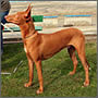 Pharaoh Hound