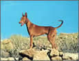 Podenco Canario