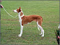 Podenco Ibicenco