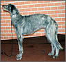 Scottish Deerhound